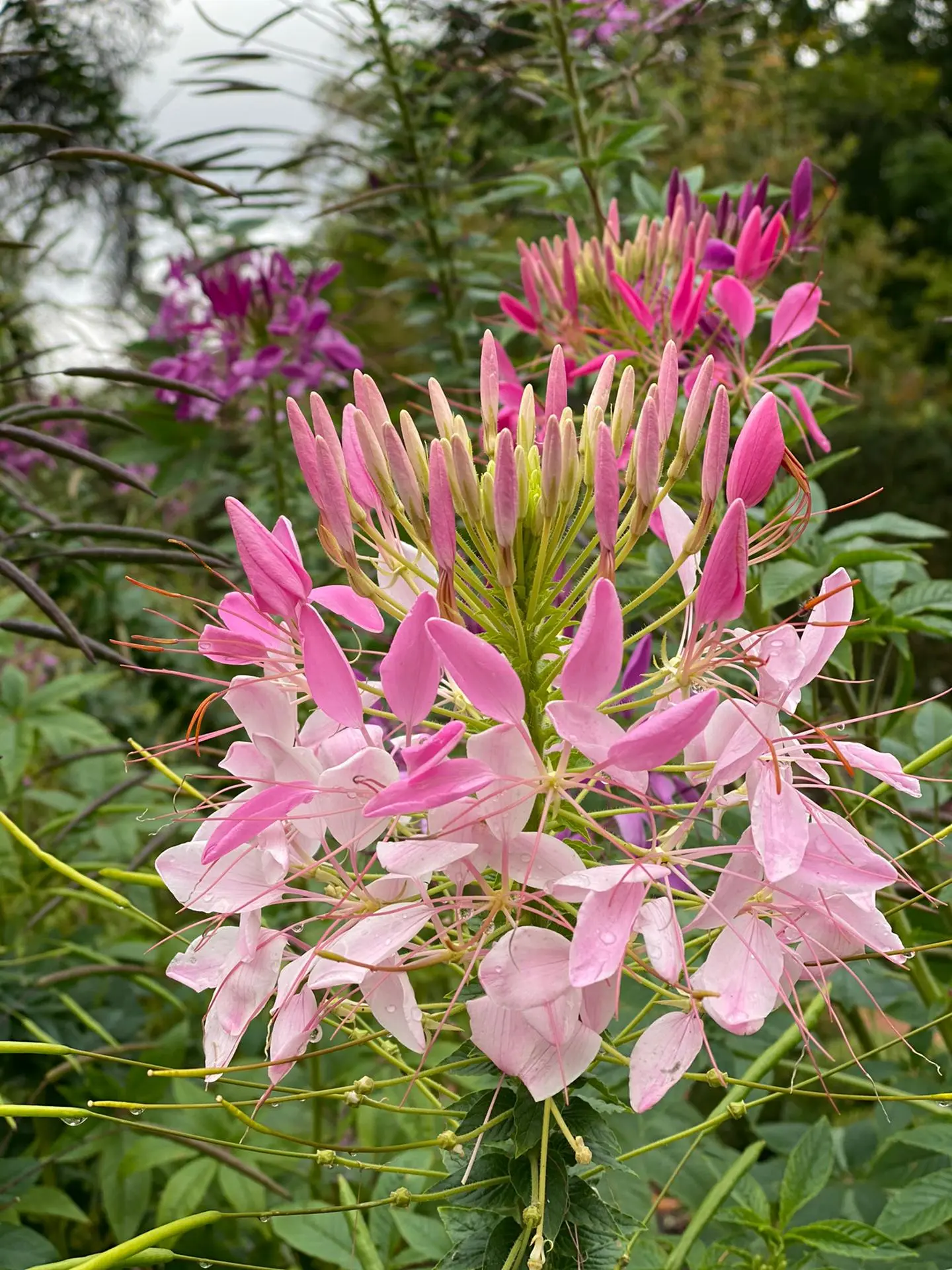 news-fedactio-stapt-mee-in-de-refugee-walk-12