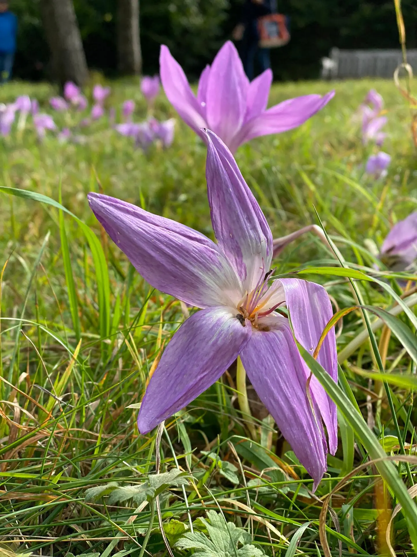 news-fedactio-stapt-mee-in-de-refugee-walk-18