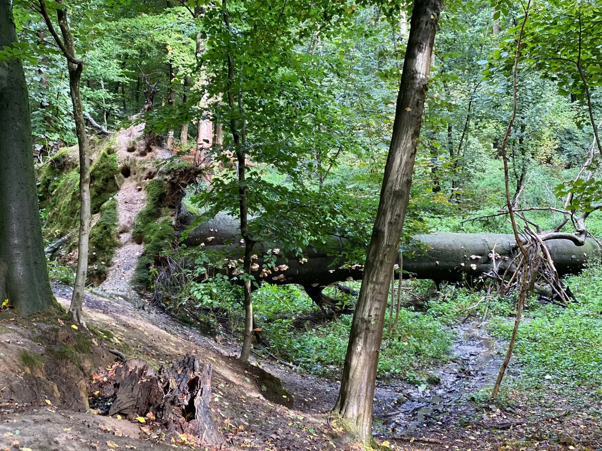 news-fedactio-stapt-mee-in-de-refugee-walk-6